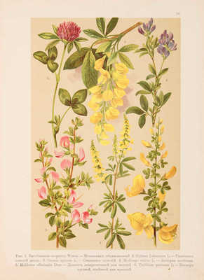 Монтеверде Н.А. Ботанический атлас. СПб.: А.Ф. Девриен, 1906. 