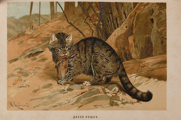 Брэм [Брем] А.Э. Иллюстрированное издание «Жизнь животных», 1893-1896.