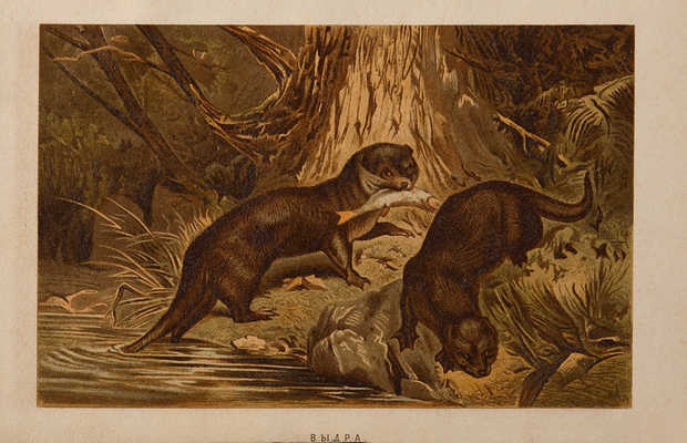 Брэм [Брем] А.Э. Иллюстрированное издание «Жизнь животных», 1893-1896.