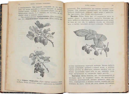 Раевский М.Н. Плодовая школа и плодовый сад. Руководство к культуре плодовых дерев в южной половине России. 3-е изд. СПб.: Изд. А.Ф. Девриена, 1888.