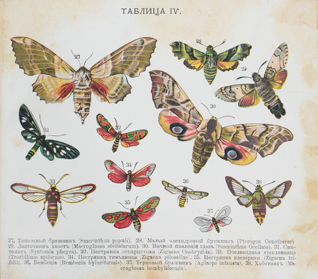 Берлин А. Царство бабочек. 129 раскрашенных изображений бабочек на 12 таблицах в красках... СПб.; М., [1913].