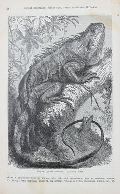 Брем А.Э. Жизнь животных Брэма. [В 3 т.]. Т. 1-3. СПб.: Кн-во «Просвещение», 1904.