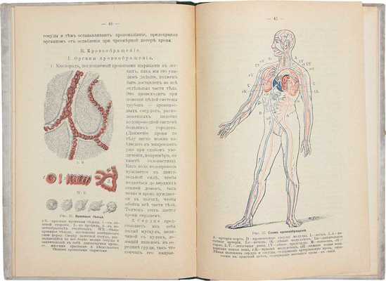 Лот из двух изданий по анатомии: