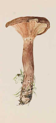 Шипиленко Александр Кузьмич. Лот из четырех рисунков грибов, закрепленных на одном паспарту: свинушка; подосиновик; гладыш; шампиньон 
