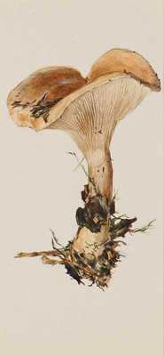 Шипиленко Александр Кузьмич. Лот из четырех рисунков грибов, закрепленных на одном паспарту: свинушка; подосиновик; гладыш; шампиньон 