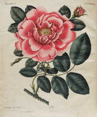 Детский музеум, или Собрание изображений животных, растений, цветов ... [В 26 ч.]. Ч. 16. СПб., 1824.