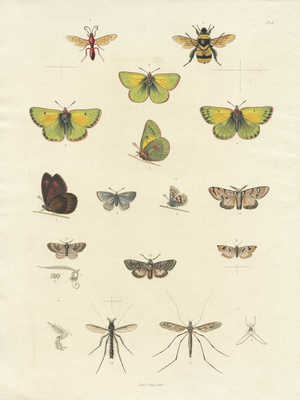 Гравюра с изображением бабочек и других насекомых. 1834.