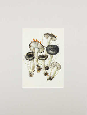 Шипиленко Александр Кузьмич. Лот из трех листов с рисунками грибов: гигрофор поздний, паутинник рыже-оливковый, рядовка зеленая  