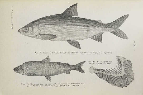 Берг Л.С. Рыбы пресных вод СССР и сопредельных стран / Наркомснаб СССР. Ч. 1−2. 3-е изд., испр. и доп. Л.: Издание Всесоюзного института озерного и речного рыбного хозяйства, 1932−1933.