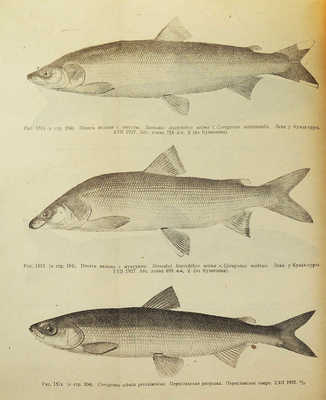 Берг Л.С. Рыбы пресных вод СССР и сопредельных стран / Наркомснаб СССР. Ч. 1−2. 3-е изд., испр. и доп. Л., 1932−1933.
