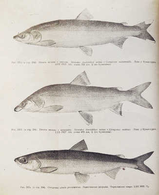 Берг Л.С. Рыбы пресных вод СССР и сопредельных стран / Наркомснаб СССР. Ч. 1−2. 3-е изд., испр. и доп. Л.: Издание Всесоюзного института озерного и речного рыбного хозяйства, 1932−1933.