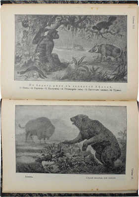 Никольский А.М. Земля и мир животных. (География животных). СПб.: Брокгауз−Ефрон, 1911.